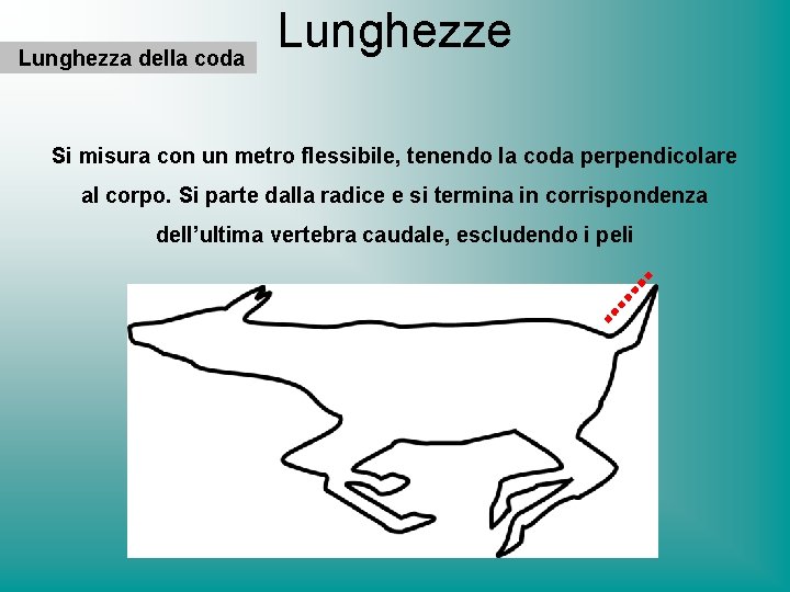 Lunghezza della coda Lunghezze Si misura con un metro flessibile, tenendo la coda perpendicolare