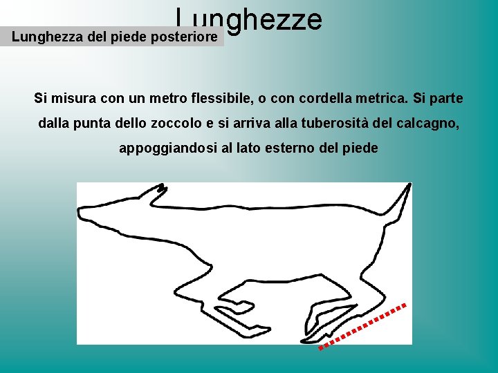 Lunghezze Lunghezza del piede posteriore Si misura con un metro flessibile, o con cordella