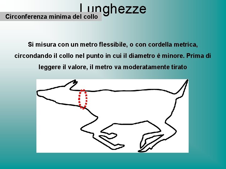 Lunghezze Circonferenza minima del collo Si misura con un metro flessibile, o con cordella