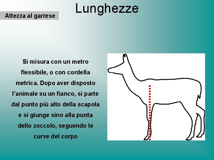 Altezza al garrese Lunghezze Si misura con un metro flessibile, o con cordella metrica.