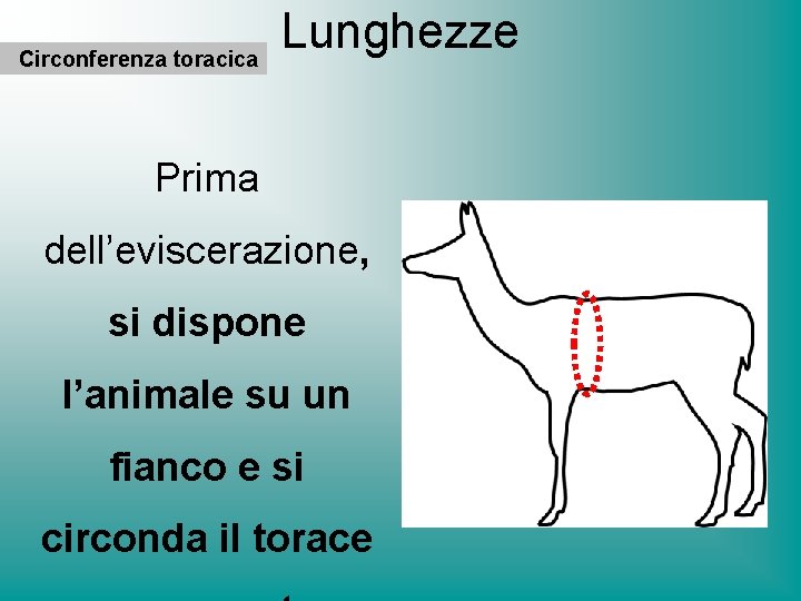 Circonferenza toracica Lunghezze Prima dell’eviscerazione, si dispone l’animale su un fianco e si circonda