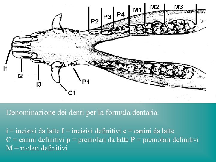 Denominazione dei denti per la formula dentaria: i = incisivi da latte I =