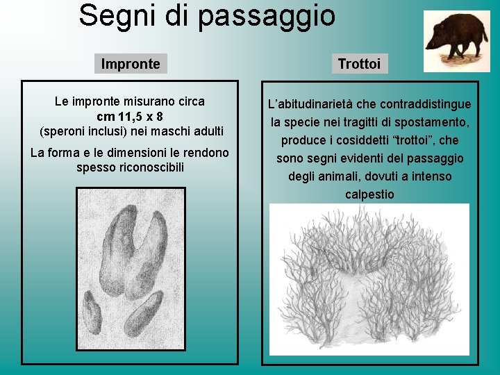 Segni di passaggio Impronte Le impronte misurano circa cm 11, 5 x 8 (speroni