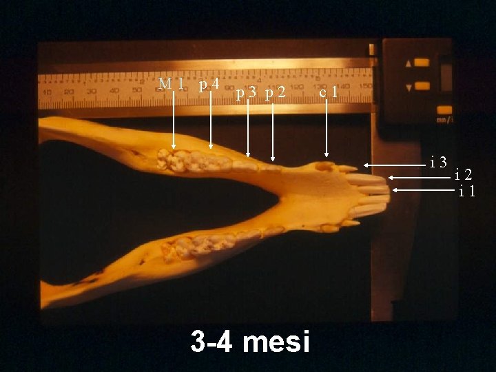 M 1 p 4 p 3 p 2 c 1 i 3 3 -4