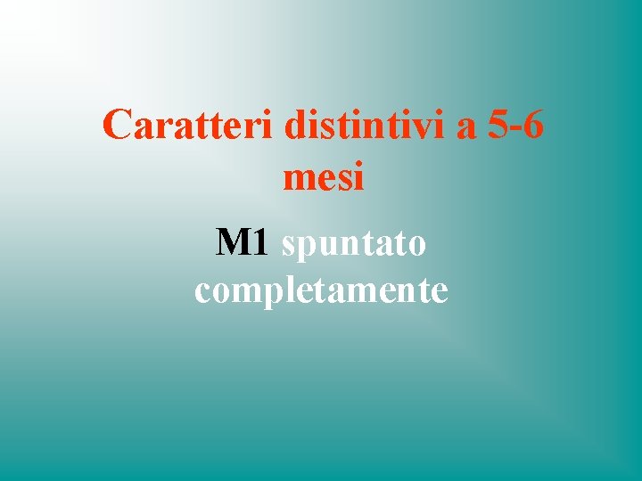 Caratteri distintivi a 5 -6 mesi M 1 spuntato completamente 