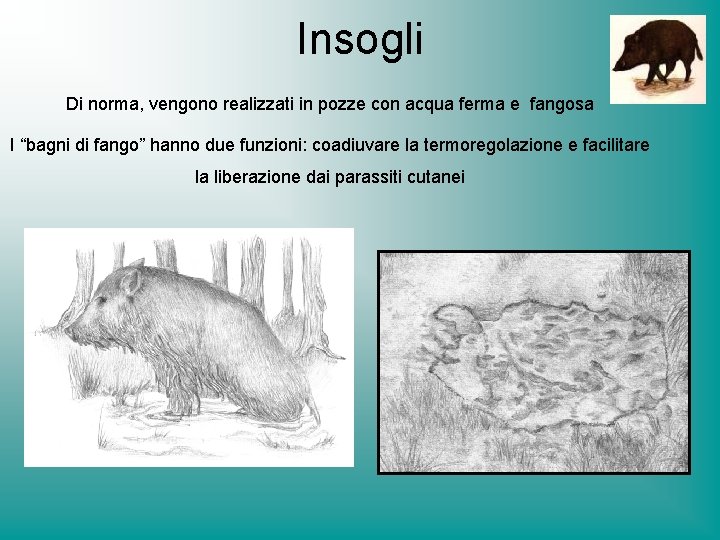 Insogli Di norma, vengono realizzati in pozze con acqua ferma e fangosa I “bagni