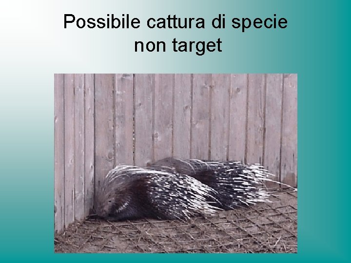 Possibile cattura di specie non target 