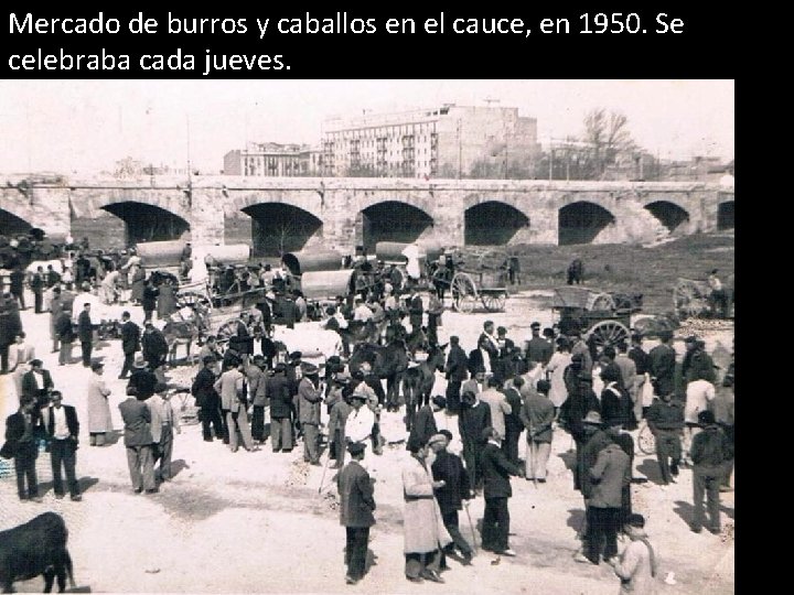 Mercado de burros y caballos en el cauce, en 1950. Se celebraba cada jueves.