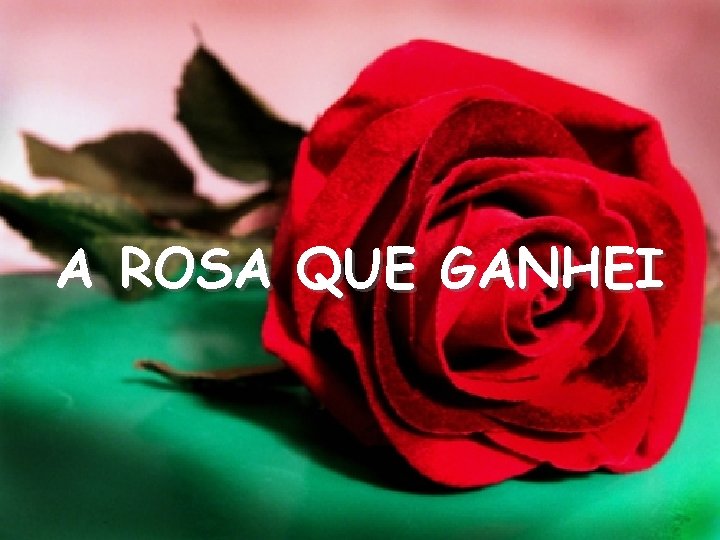 A ROSA QUE GANHEI 