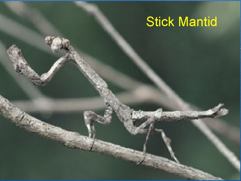 Stick Mantid 