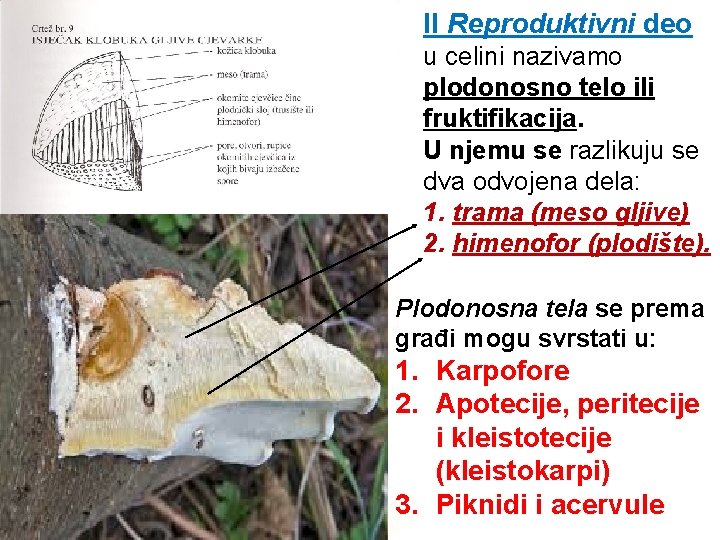 II Reproduktivni deo u celini nazivamo plodonosno telo ili fruktifikacija. U njemu se razlikuju