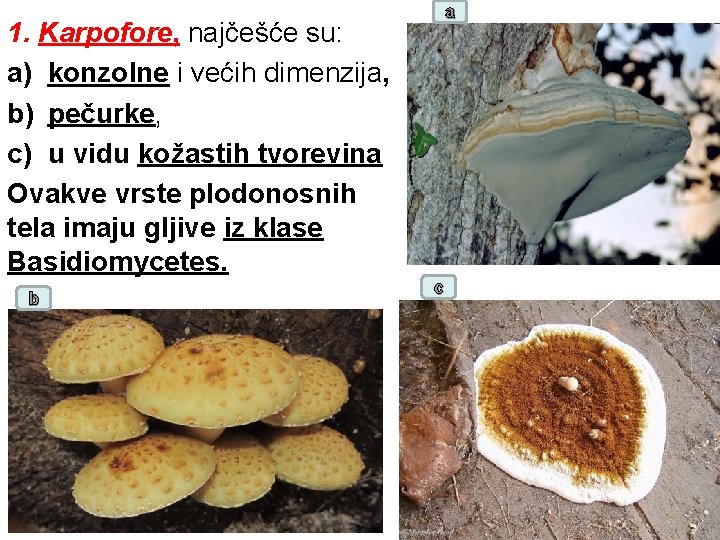 a 1. Karpofore, najčešće su: a) konzolne i većih dimenzija, b) pečurke, c) u