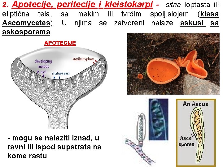 2. Apotecije, peritecije i kleistokarpi - sitna loptasta ili eliptična tela, sa mekim ili