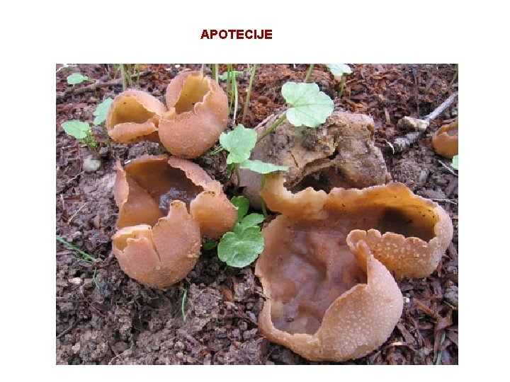 APOTECIJE 