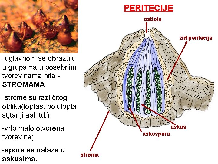 PERITECIJE ostiola zid peritecije -uglavnom se obrazuju u grupama, u posebnim tvorevinama hifa STROMAMA