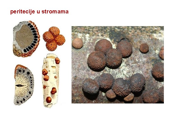 peritecije u stromama 