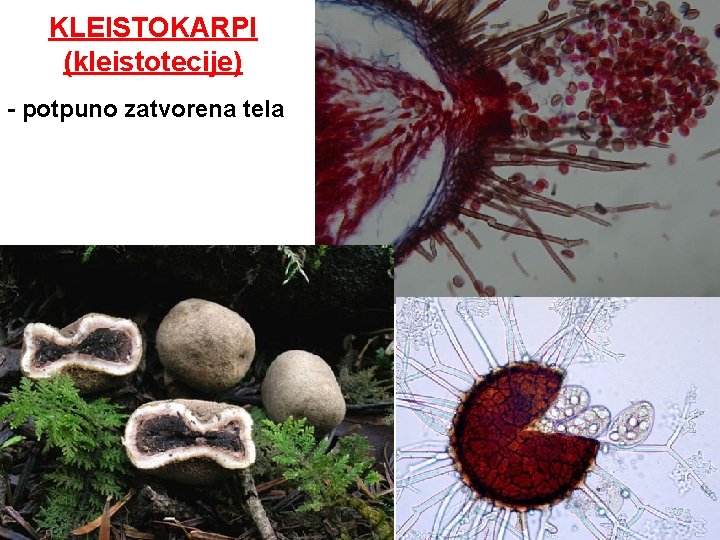 KLEISTOKARPI (kleistotecije) - potpuno zatvorena tela 