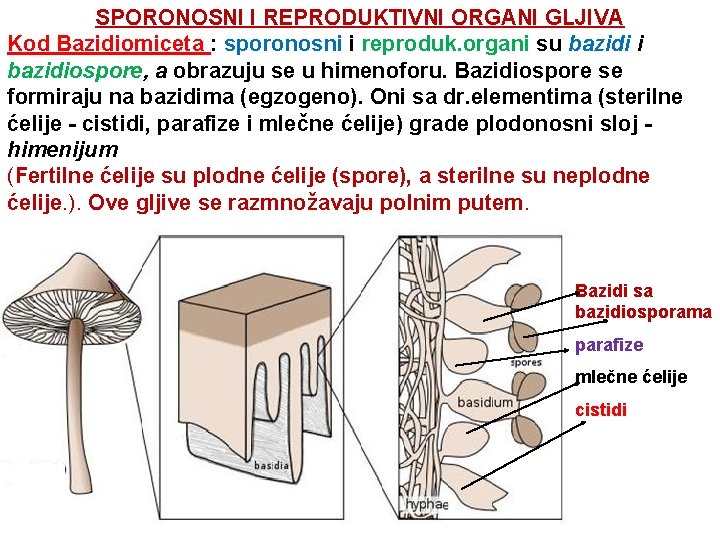 SPORONOSNI I REPRODUKTIVNI ORGANI GLJIVA Kod Bazidiomiceta : sporonosni i reproduk. organi su bazidi