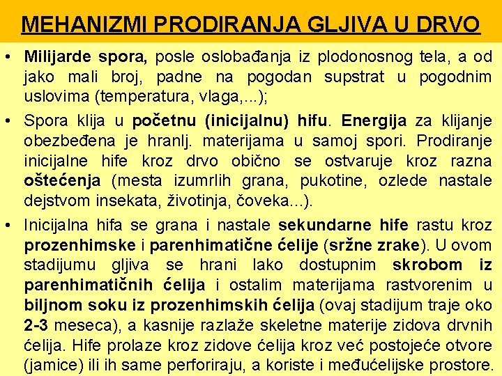 MEHANIZMI PRODIRANJA GLJIVA U DRVO • Milijarde spora, posle oslobađanja iz plodonosnog tela, a