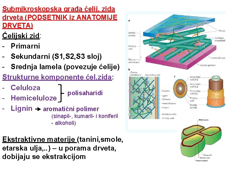 Submikroskopska građa ćelij. zida drveta (PODSETNIK iz ANATOMIJE DRVETA) Ćelijski zid: - Primarni -