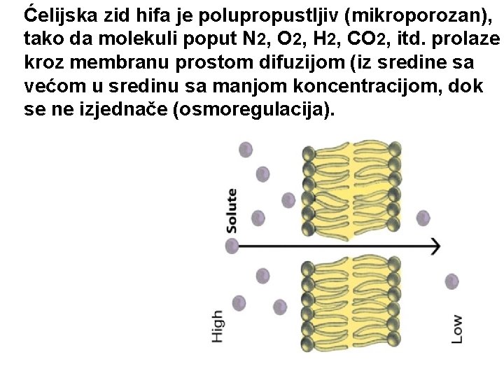 Ćelijska zid hifa je polupropustljiv (mikroporozan), tako da molekuli poput N 2, O 2,