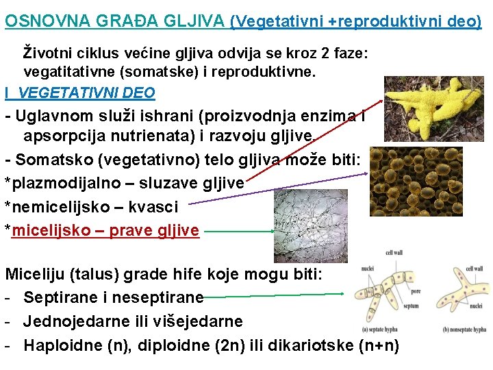 OSNOVNA GRAĐA GLJIVA (Vegetativni +reproduktivni deo) Životni ciklus većine gljiva odvija se kroz 2