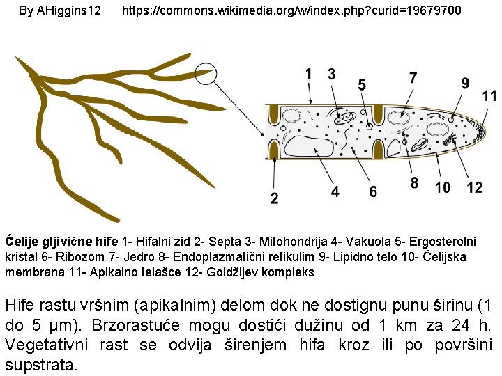By AHiggins 12 https: //commons. wikimedia. org/w/index. php? curid=19679700 Ćelije gljivične hife 1 -
