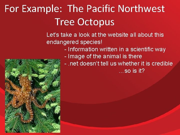 For Example: The Pacific Northwest Tree Octopus Let’s take a look at the website