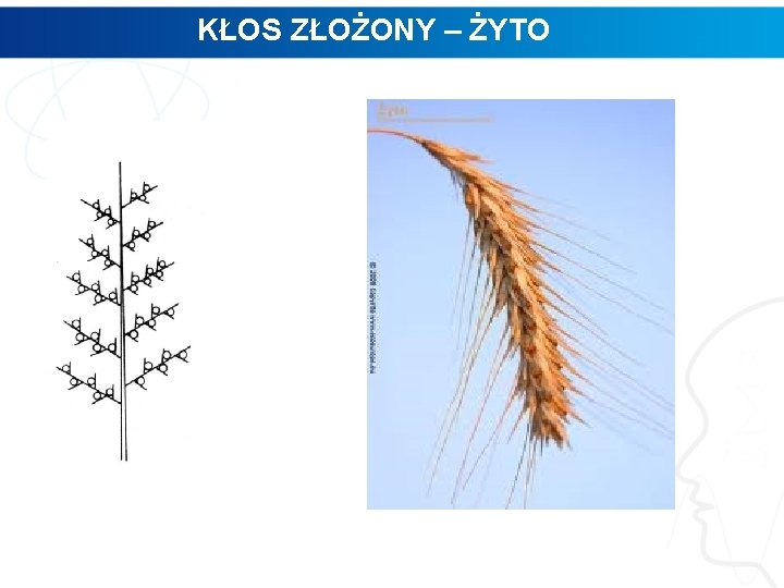 KŁOS ZŁOŻONY – ŻYTO 