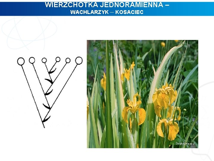 WIERZCHOTKA JEDNORAMIENNA – WACHLARZYK ─ KOSACIEC 