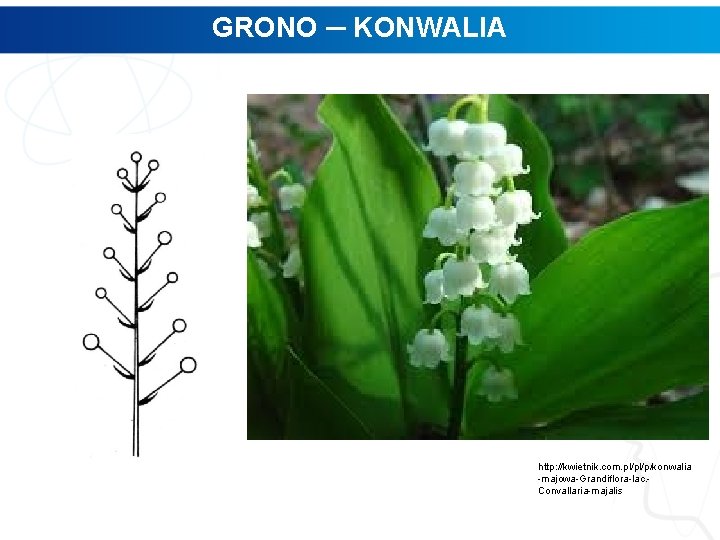 GRONO ─ KONWALIA http: //kwietnik. com. pl/pl/p/konwalia -majowa-Grandiflora-lac. Convallaria-majalis 