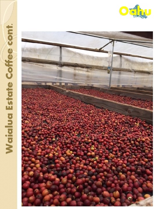 Waialua Estate Coffee cont. Oahu 