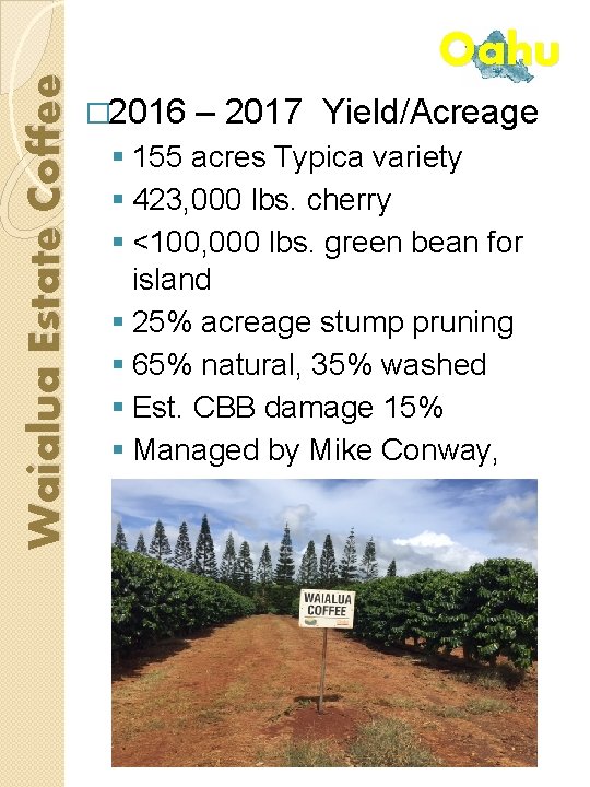 Waialua Estate Coffee Oahu � 2016 – 2017 Yield/Acreage § 155 acres Typica variety