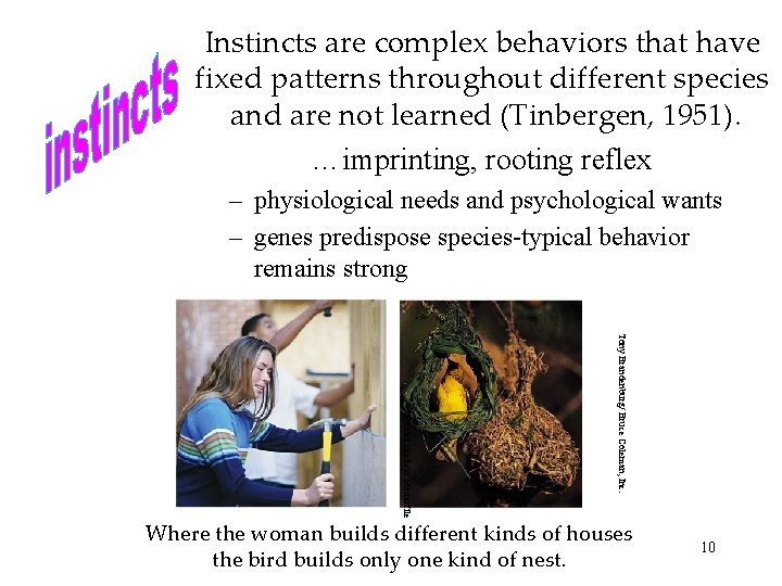 Instincts are complex behaviors that have fixed patterns throughout different species and are not