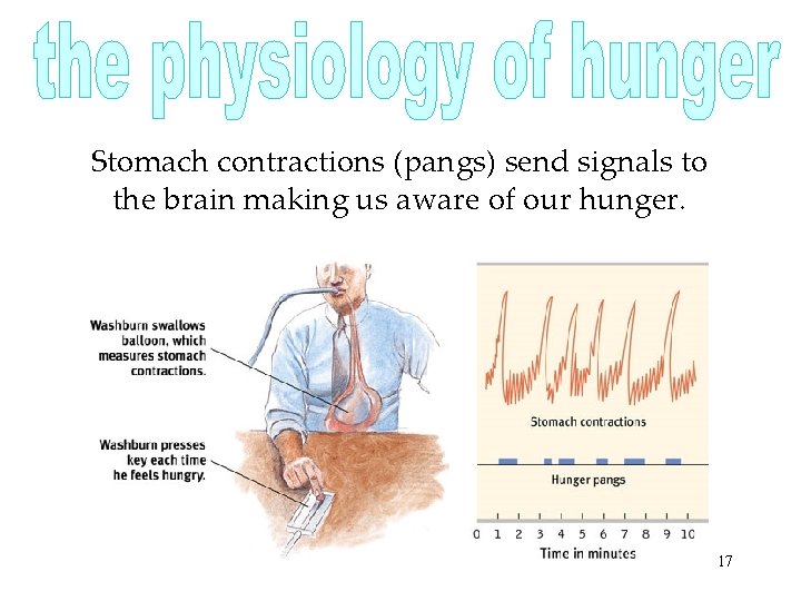 Stomach contractions (pangs) send signals to the brain making us aware of our hunger.