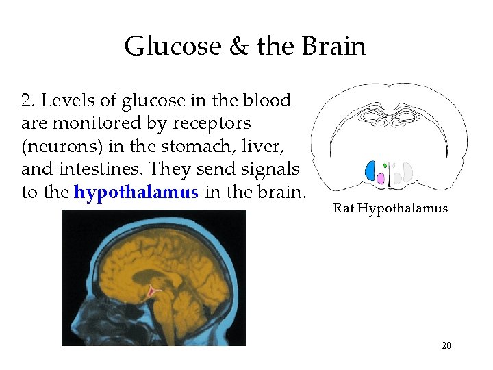 Glucose & the Brain 2. Levels of glucose in the blood are monitored by