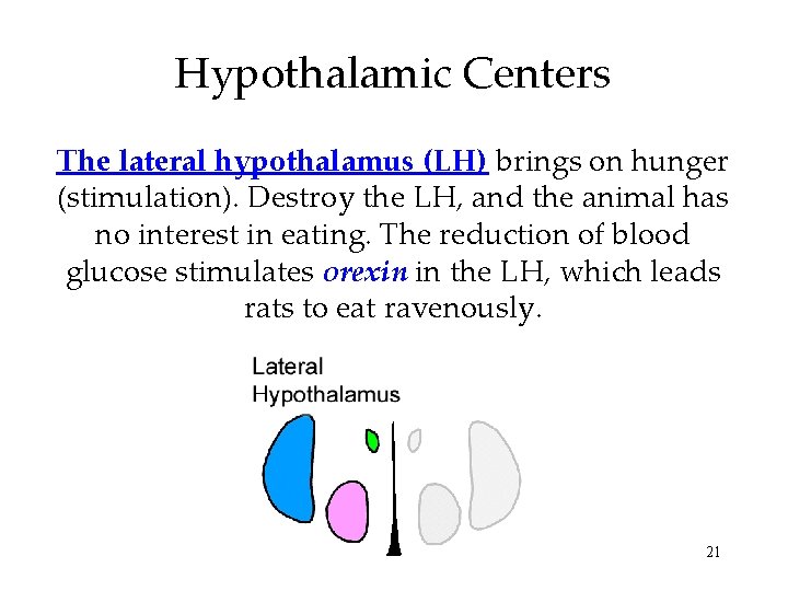 Hypothalamic Centers The lateral hypothalamus (LH) brings on hunger (stimulation). Destroy the LH, and