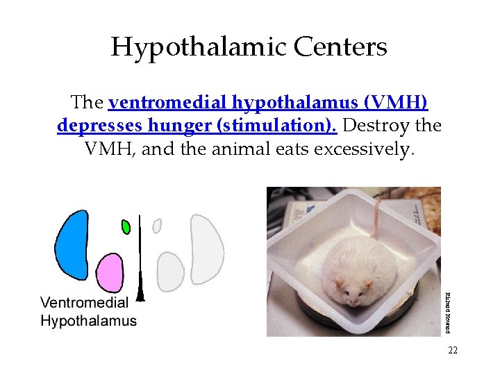 Hypothalamic Centers The ventromedial hypothalamus (VMH) depresses hunger (stimulation). Destroy the VMH, and the