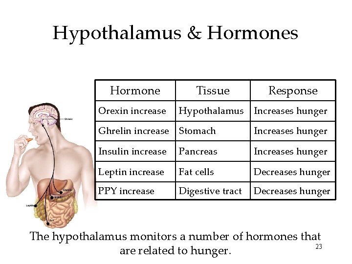 Hypothalamus & Hormones Hormone Tissue Response Orexin increase Hypothalamus Increases hunger Ghrelin increase Stomach