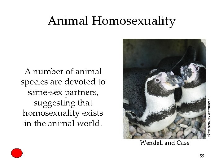 Animal Homosexuality David Hecker/ AFP/ Getty Images A number of animal species are devoted