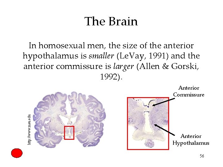 The Brain In homosexual men, the size of the anterior hypothalamus is smaller (Le.