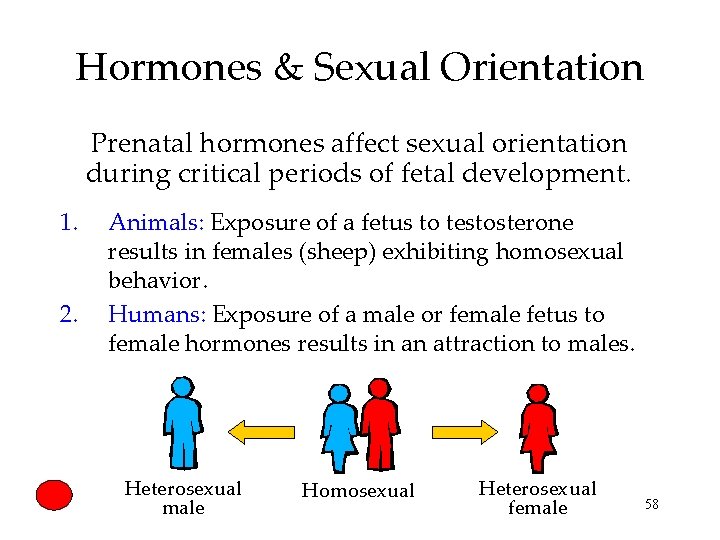 Hormones & Sexual Orientation Prenatal hormones affect sexual orientation during critical periods of fetal