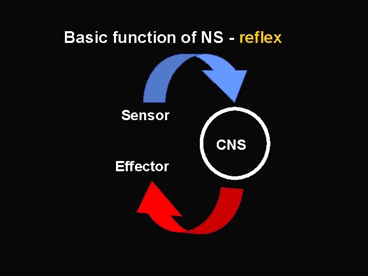 Basic function of NS - reflex Sensor CNS Effector 