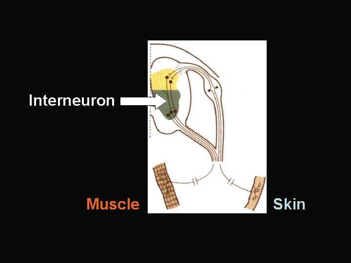 Interneuron Muscle Skin 