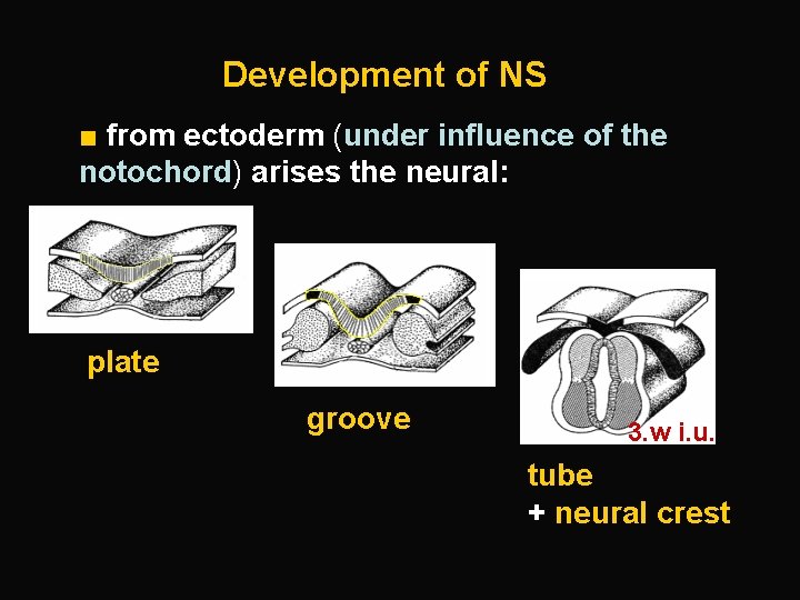 Development of NS ■ from ectoderm (under influence of the notochord) arises the neural: