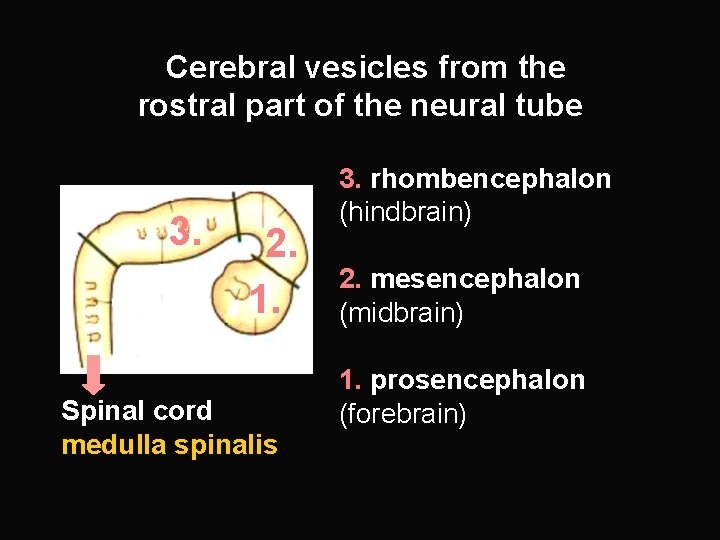 Cerebral vesicles from the rostral part of the neural tube 3. 2. 1. Spinal