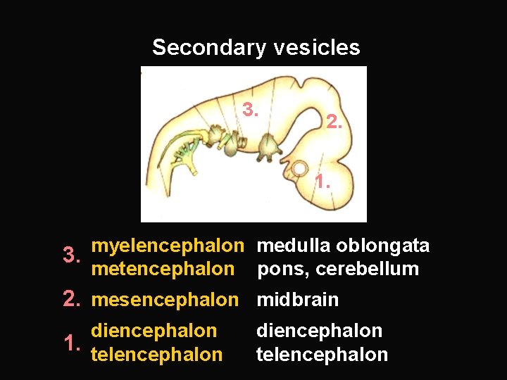 Secondary vesicles 3. 2. 1. myelencephalon medulla oblongata 3. metencephalon pons, cerebellum 2. mesencephalon