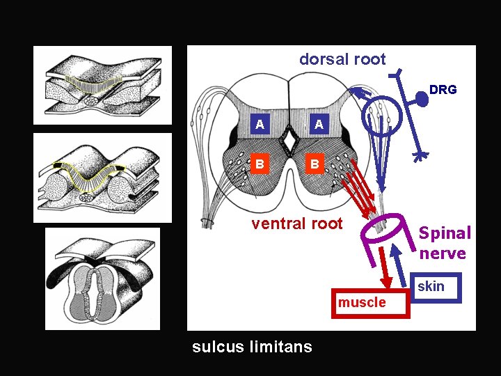 dorsal root DRG A B ventral root muscle sulcus limitans Spinal nerve skin 