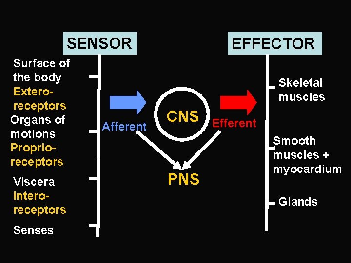 SENSOR Surface of the body Exteroreceptors Organs of motions Proprioreceptors Viscera Interoreceptors Senses EFFECTOR