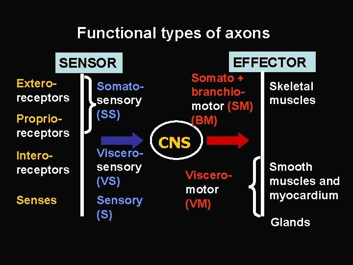 Functional types of axons EFFECTOR SENSOR Exteroreceptors Proprioreceptors Somato + branchiomotor (SM) (BM) Somatosensory